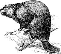 beaver Kurasa Za Kupaka Rangi Zinazoweza Kuchapishwa